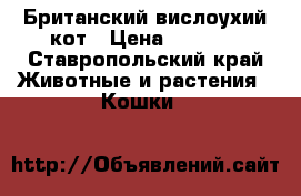 Британский вислоухий кот › Цена ­ 5 000 - Ставропольский край Животные и растения » Кошки   
